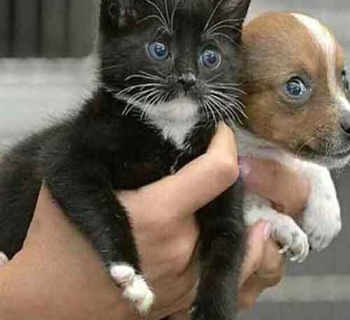 Requisitos para Adoptar un Gato Bolivia