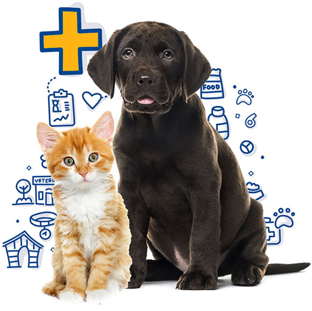 ¿Cómo poner en adopción a un gato?